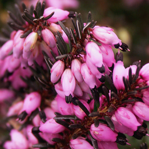 Winterheide Lea - Erica darleyensis lea - Terrasse balkon