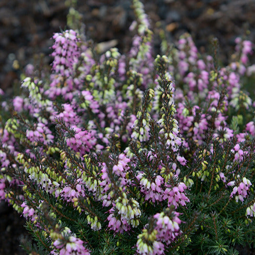 Winterheide Lea - Erica darleyensis lea - Beetpflanzen