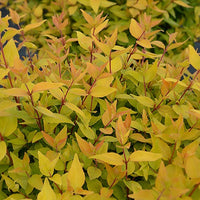 Abelia Golden Touche® BMR Golden - Abelia grandiflora gold touch ® 'bmr gold' - Gartenpflanzen