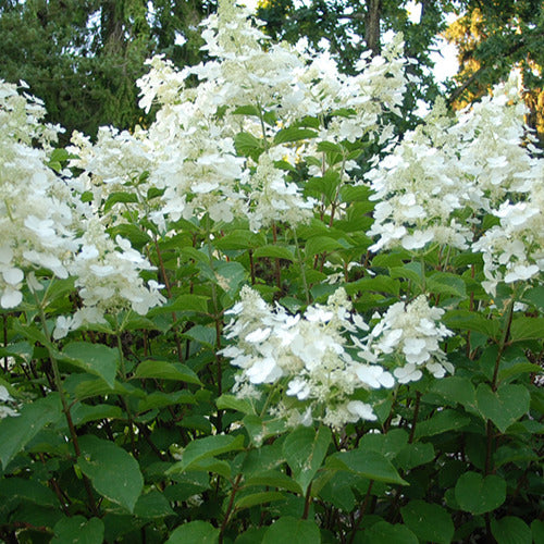 Rispenhortensie White Lady - Hydrangea paniculata white lady - Pflanzensorten