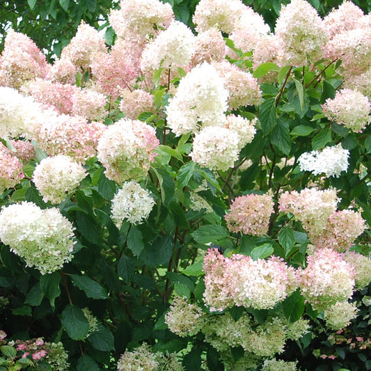 Rispenhortensie Phantom - Hydrangea paniculata phantom - Gartenpflanzen