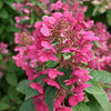 Rispenhortensie Magical ® Fire - Hydrangea paniculata magical fire - Gartenpflanzen