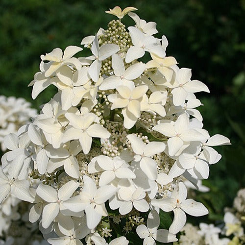 Rispenhortensie Magical® Starlight - Bakker