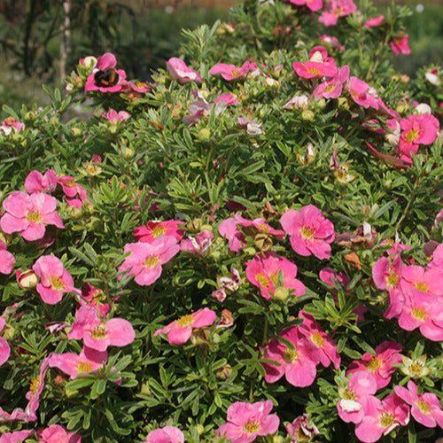 Fingerstrauch Bellissima® - Potentilla fruticosa bellissima - Gartenpflanzen