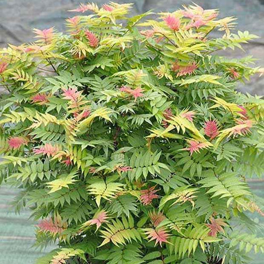 Fiederspiere Pink Hopi® - Sorbaria sorbifolia pink hopi ® - Gartenpflanzen