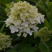 Rispenhortensie Magical® Sweet Summer - Hydrangea paniculata magical ® sweet summer - Gartenpflanzen