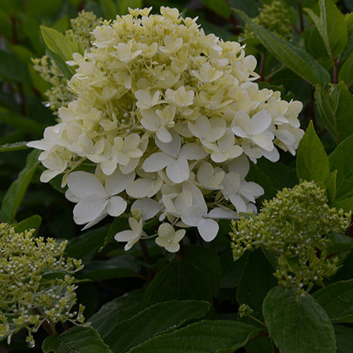 Rispenhortensie Magical® Sweet Summer - Hydrangea paniculata magical ® sweet summer - Gartenpflanzen
