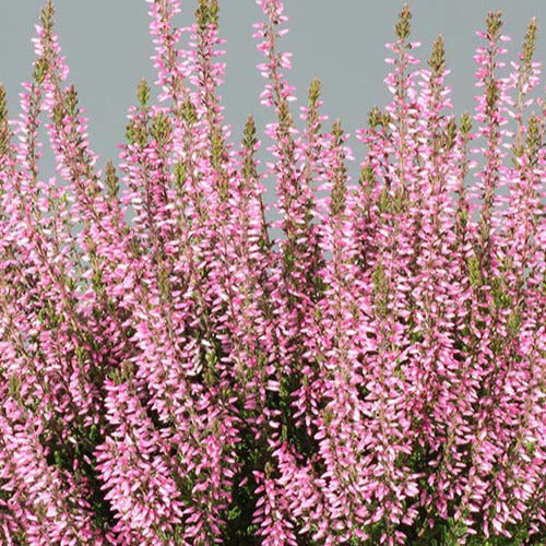 Sommerheide Pink Bettina - Calluna vulgaris pink bettina - Terrasse balkon