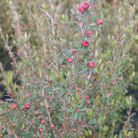 Südseemyrte Ruby Glow - Leptospermum scoparium ruby glow - Gartenpflanzen