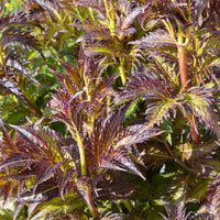 Holunder Serenade Jonade - Sambucus x strumpfii serenade 'jonade' - Terrasse balkon