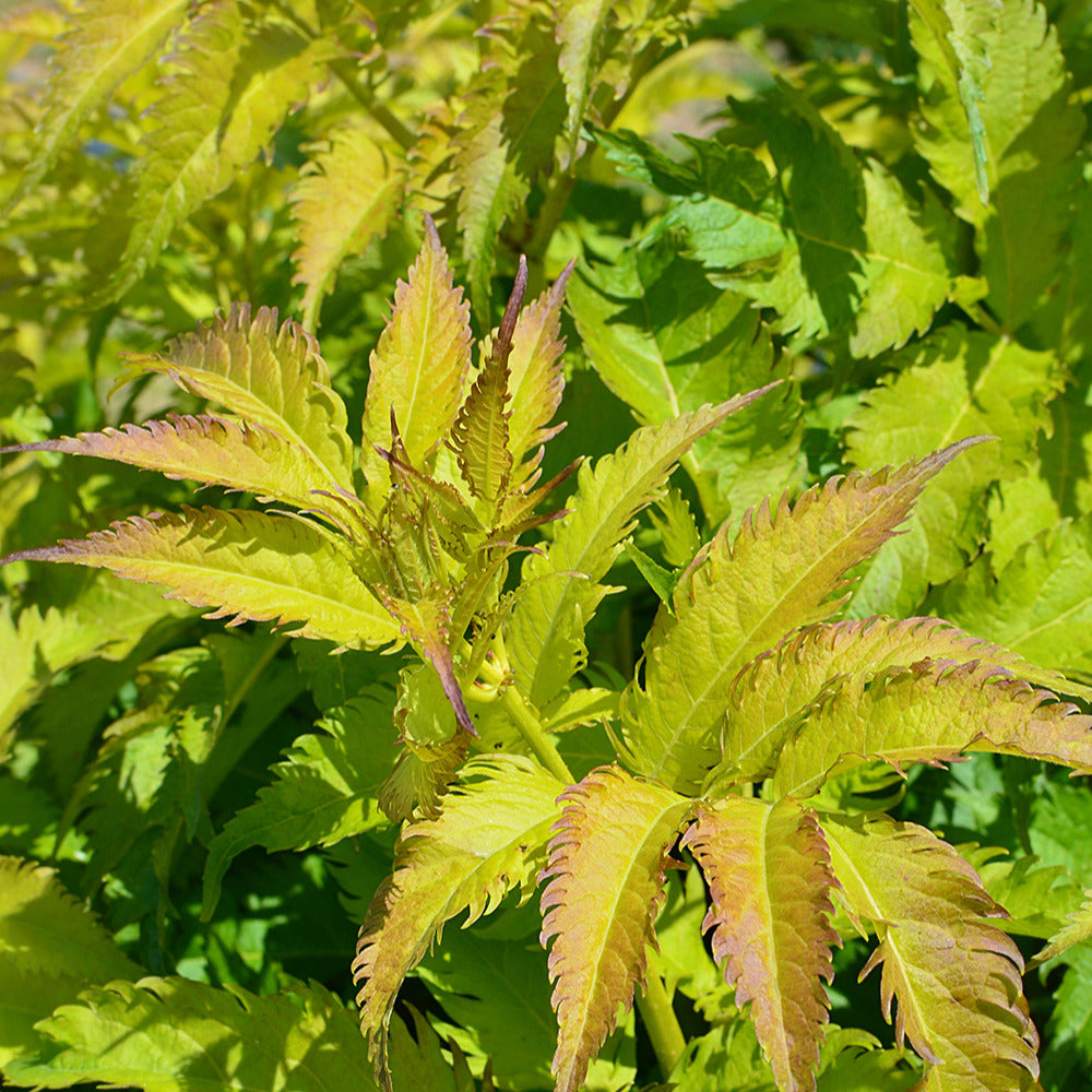 Holunder Serenade Jonade - Sambucus x strumpfii serenade 'jonade'