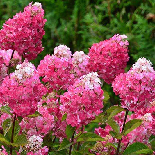 Rispenhortensie Framboisine® Rensam - Hydrangea paniculata framboisine® 'rensam' - Gartenpflanzen