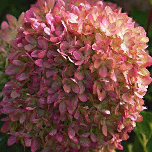 Hydrangea paniculata romantic ace ® 'renvagor' - Rispenhortensie Romantic Ace® 'Renvagor' - Rispenhortensie