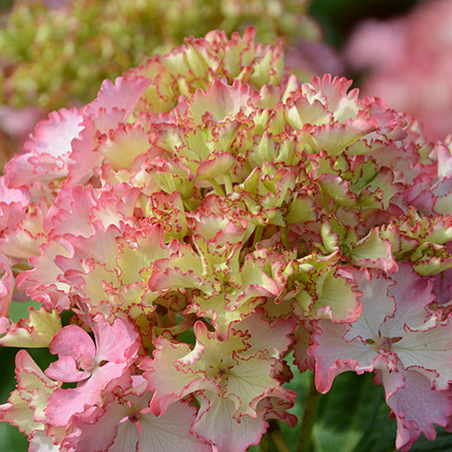 Hortensie So Long® Sunny - Hydrangea macrophylla so long ® sunny 'tk02' - Pflanzensorten