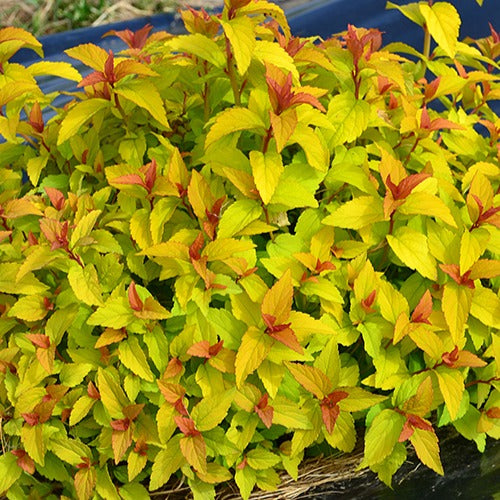 Sommerspiere Merlo® Gold - Spiraea japonica merlo ® gold - Gartenpflanzen