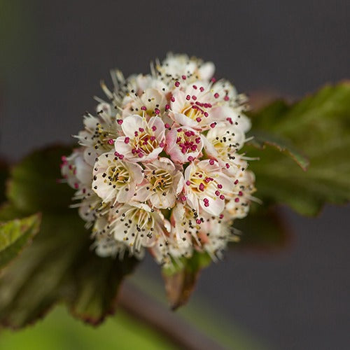 Fasanenspiere Amber Jubilee® Jefam - Physocarpus opulifolius amber jubilee ® 'jefam' - Terrasse balkon