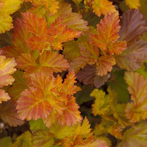 Fasanenspiere Amber Jubilee® Jefam - Physocarpus opulifolius amber jubilee ® 'jefam'