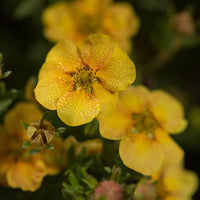 Potentilla fruticosa citrus tart - Fingerstrauch Citrus Tart - Blühende Sträucher