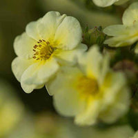 Fingerstrauch Lemon Meringue - Potentilla fruticosa lemon meringue - Stauden