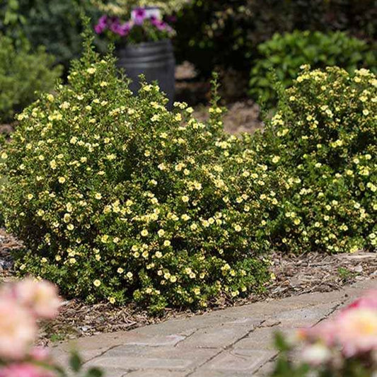 Fingerstrauch Lemon Meringue - Bakker