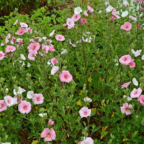 Lavatera Song Bird - Bakker
