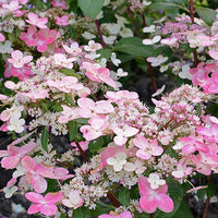 Rispenhortensie Prim'Red® Couhaprim - Hydrangea paniculata prim'red ® 'couhaprim' - Gartenpflanzen