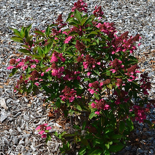 Rispenhortensie Prim'Red® Couhaprim - Hydrangea paniculata prim'red ® 'couhaprim' - Pflanzensorten