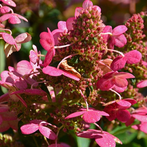 Rispenhortensie Prim'Red® Couhaprim - Hydrangea paniculata prim'red ® 'couhaprim' - Hortensien