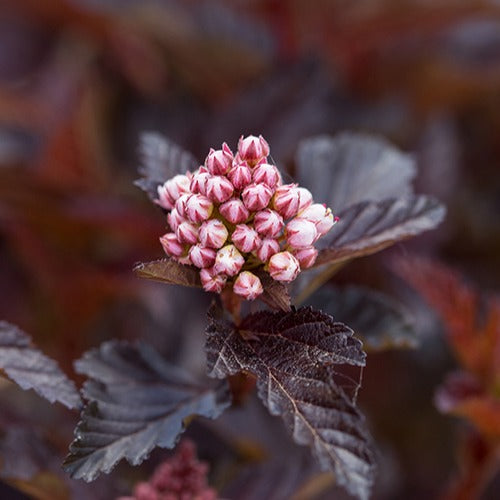 Fasanenspiere Fireside - Physocarpus opulifolius fireside - Terrasse balkon