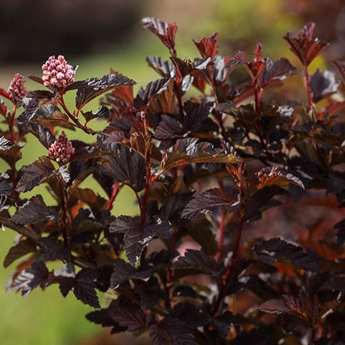 Fasanenspiere Fireside - Physocarpus opulifolius fireside