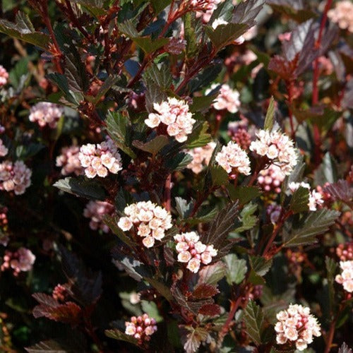 Fasanenspiere Little Dévil - Physocarpus opulifolius Little Devil - Terrasse balkon