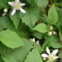 Brombeere-Himbeere Bounty Berry - Rubus fruticosus tayberry bounty berry 'yantay' - Obst