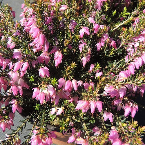 Schneeheide Springwood Pink - Erica carnea springwood pink - Gartenpflanzen