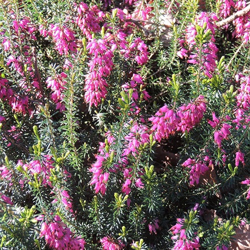 Schneeheide Springwood Pink - Erica carnea springwood pink - Sträucher und Stauden