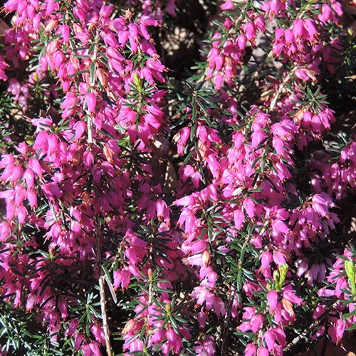 Schneeheide Springwood Pink - Erica carnea springwood pink - Stauden
