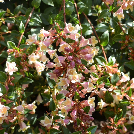 Großblumige Abelie Sunny Charm ® - Abélia à grandes fleurs sunny charm ® - Gartenpflanzen
