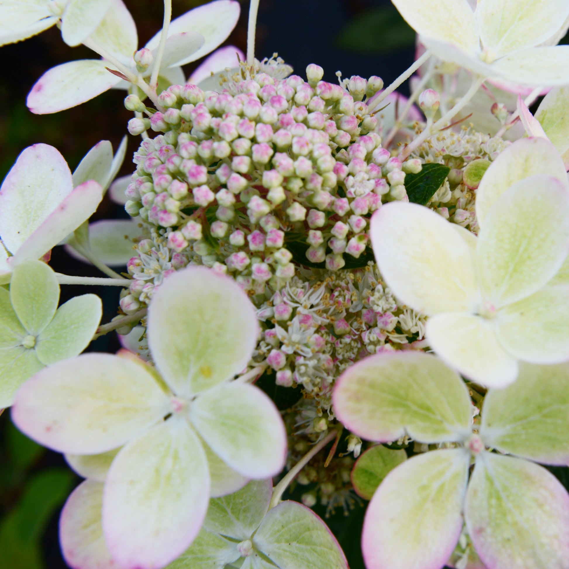 Rispenhortensie Pastelgreen® - Hydrangea paniculata pastelgreen® 'renxolor' - Gartenpflanzen