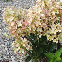 Rispenhortensie Pastelgreen® - Hydrangea paniculata pastelgreen® 'renxolor' - Pflanzensorten