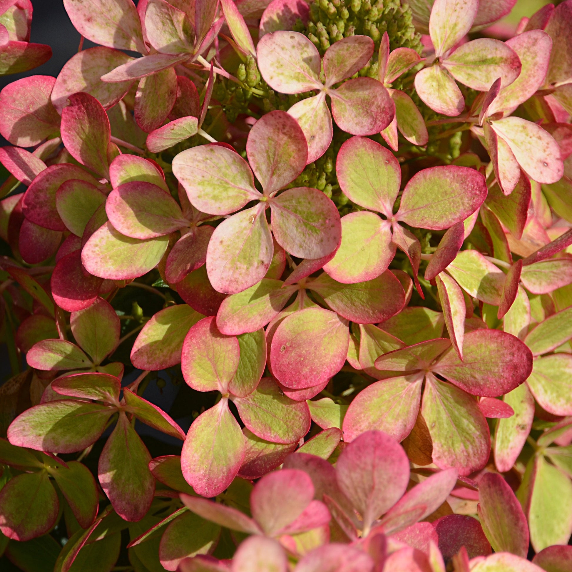 Rispenhortensie Pastelgreen® - Hydrangea paniculata pastelgreen® 'renxolor' - Hortensien