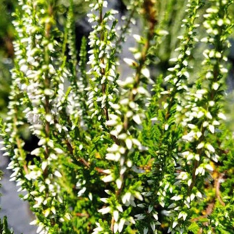 Sommerheide Long White - Calluna vulgaris long white - Terrasse balkon