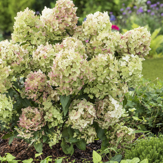 Hortensie PETITE® Star - Hydrangea paniculata petite® star 'coustar02' - Hortensien