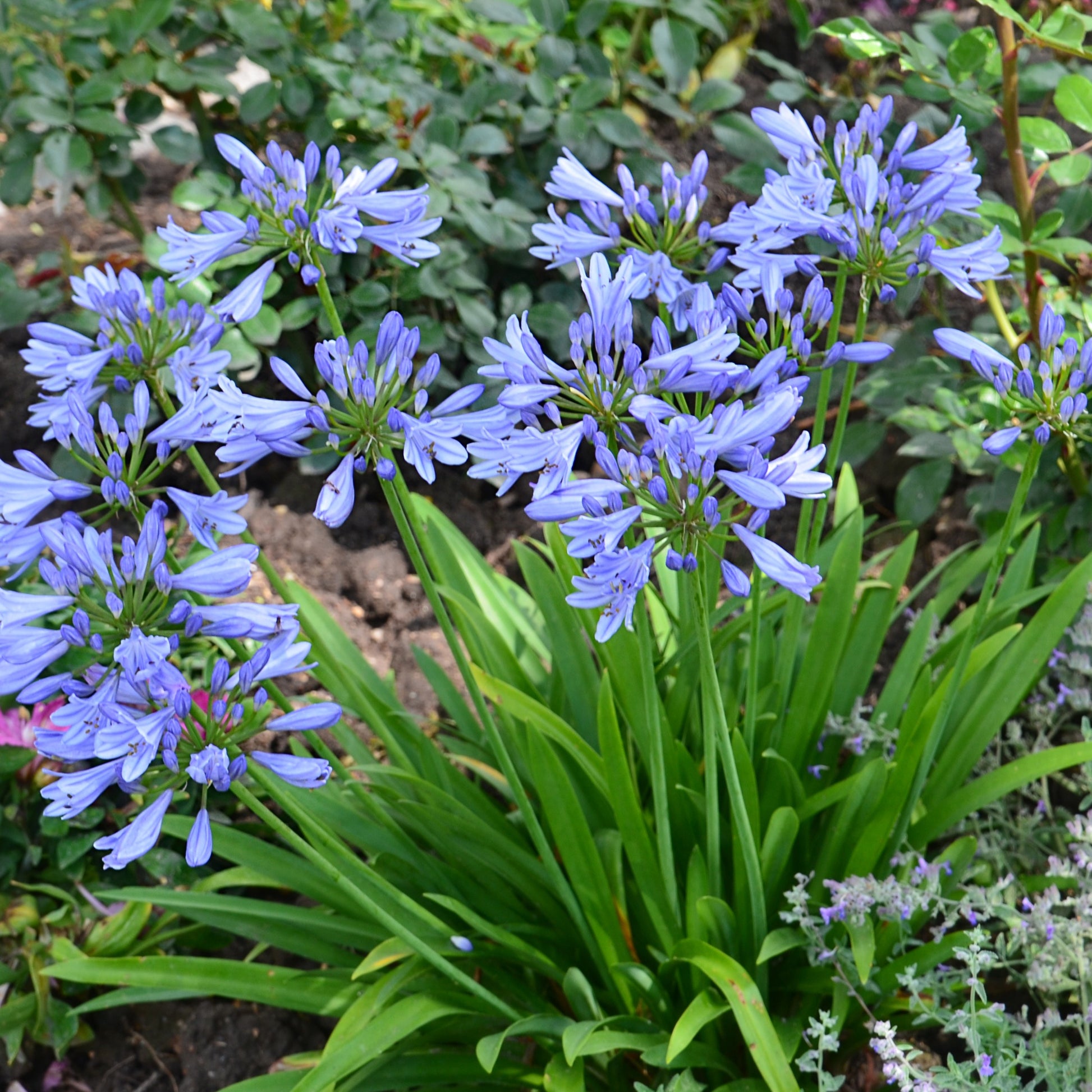 Schmucklilie PITCHOUNE® Blau - Agapanthus x pitchoune ® bleu 'scrarey09' - Gartenpflanzen