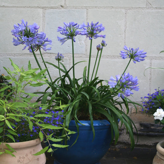 Schmucklilie PITCHOUNE® Blau - Bakker