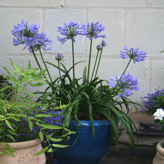 Schmucklilie PITCHOUNE® Blau - Agapanthus x pitchoune ® bleu 'scrarey09' - Sträucher und Stauden