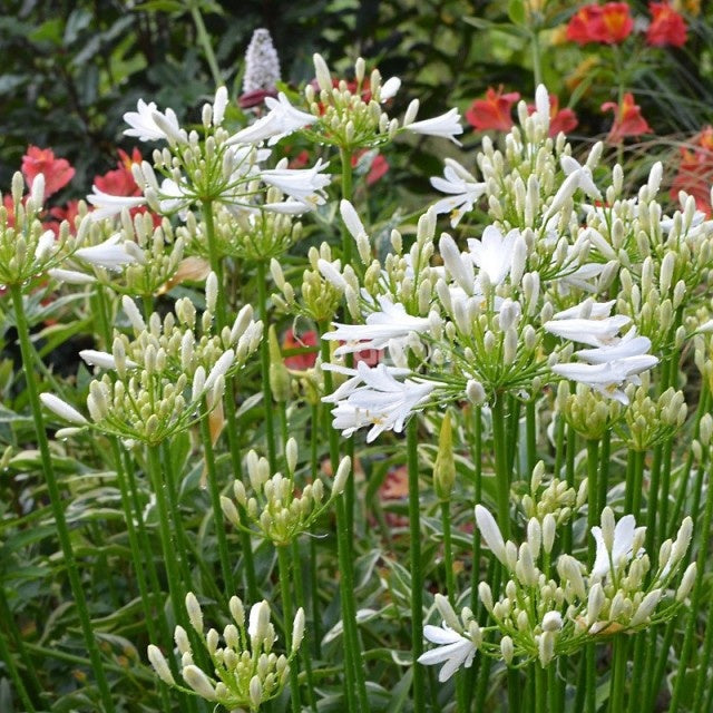 Schmucklilie PITCHOUNE® White - Bakker