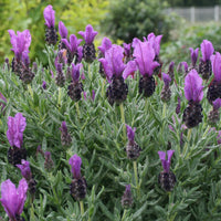 Schopflavendel MAGICAL® POSY PURPLE - Lavandula stoechas magical® posy purple 'kolma pop - Gartenpflanzen