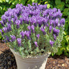 Schopflavendel MAGICAL® POSY PURPLE - Lavandula stoechas magical® posy purple 'kolma pop - Pflanzensorten
