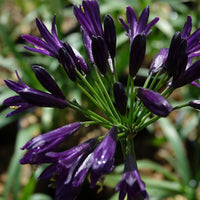 Schmucklilie PITCHOUNE ® Violet - Agapanthus x pitchoune ® violet 'mill04' - Sträucher und Stauden