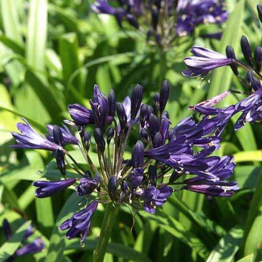 Schmucklilie PITCHOUNE ® Violet - Agapanthus x pitchoune ® violet 'mill04' - Gartenpflanzen