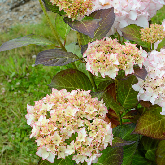 Bauernhortensie Dolce ® France - Hydrangea macrophylla dolce ® france ‘dolfranc' - Pflanzensorten